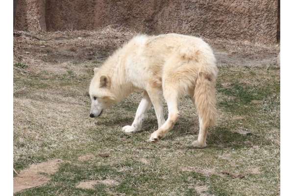 ホッキョクオオカミ、別名ホワイトウルフは夏毛も白い…那須どうぶつ