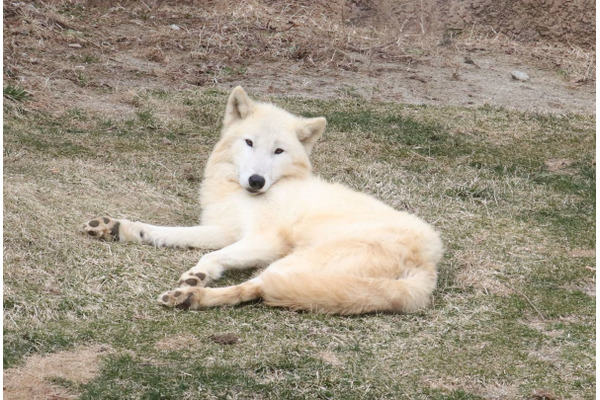 ホッキョクオオカミ、別名ホワイトウルフは夏毛も白い…那須どうぶつ