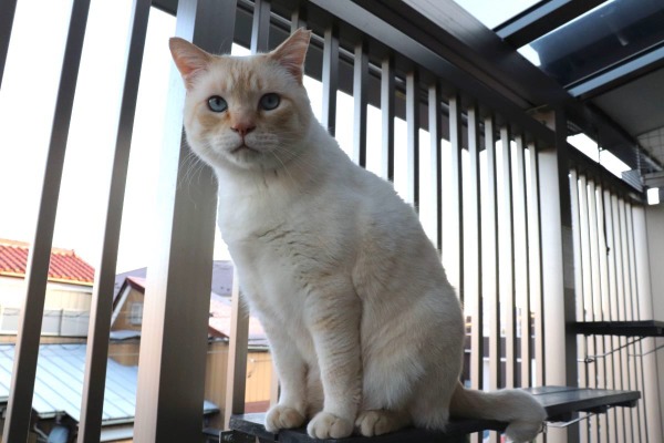 脱走 転落防止フェンスにキャットウォークをつける ねこdiy 9枚目の写真 画像 動物のリアルを伝えるwebメディア Reanimal