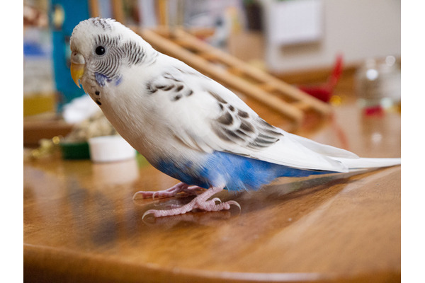 セキセイインコと暮らす日々 個性は十鳥十色 カイちゃんの覚えた 都合の良い 言葉とは 2枚目の写真 画像 動物のリアルを伝えるwebメディア Reanimal