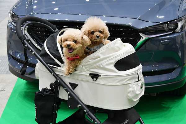 Cx 8とcx 30を展示 ペットとの豊かな生活 を提案するマツダ ペダルカーのフォトスポットも インターペット21 6枚目の写真 画像 動物のリアルを伝えるwebメディア Reanimal