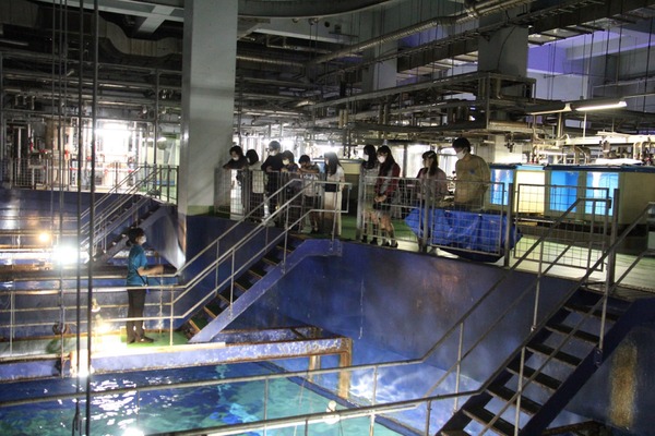 アクアワールド茨城県大洗水族館 Gwナイトイベント シャークナイト を開催 5月1日 8日 2枚目の写真 画像 動物のリアルを伝えるwebメディア Reanimal