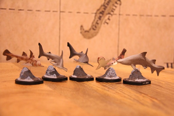 アクアワールド茨城県大洗水族館 Gwナイトイベント シャークナイト を開催 5月1日 8日 8枚目の写真 画像 動物のリアルを伝えるwebメディア Reanimal