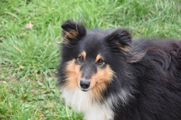 獣医療の最前線 同じ動きを繰り返し生活に支障をきたす 犬の 常同障害 インタビュー Vol 1 5枚目の写真 画像 動物のリアルを伝えるwebメディア Reanimal