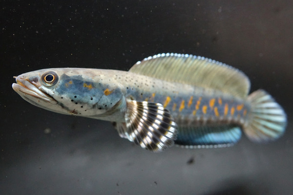アクア トト ぎふ 企画展 極彩蛇頭魚 スネークヘッド を開催 7月11日まで 1枚目の写真 画像 動物のリアルを伝えるwebメディア Reanimal