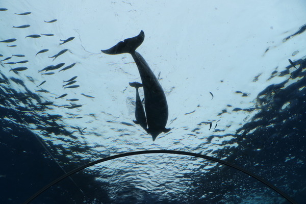 横浜 八景島シーパラダイスでバンドウイルカの赤ちゃんが誕生 4枚目の写真 画像 動物のリアルを伝えるwebメディア Reanimal