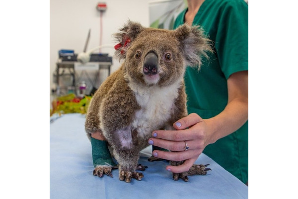 オーストラリアからライブで結ぶオンラインツアー かわいいコアラと野生動物の保護活動 開催 6月26日 3枚目の写真 画像 動物 のリアルを伝えるwebメディア Reanimal