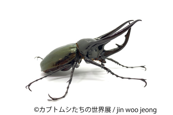 昆虫たちの合同写真展 物販展 カブトムシたちの世界展 21 開催 7月22日 8月15日 2枚目の写真 画像 動物のリアル を伝えるwebメディア Reanimal