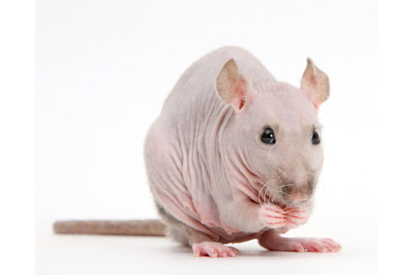 徳間書店 エッセイ ネズミのおしえ ネズミを学ぶと人間がわかる を刊行 3枚目の写真 画像 動物のリアルを伝えるwebメディア Reanimal