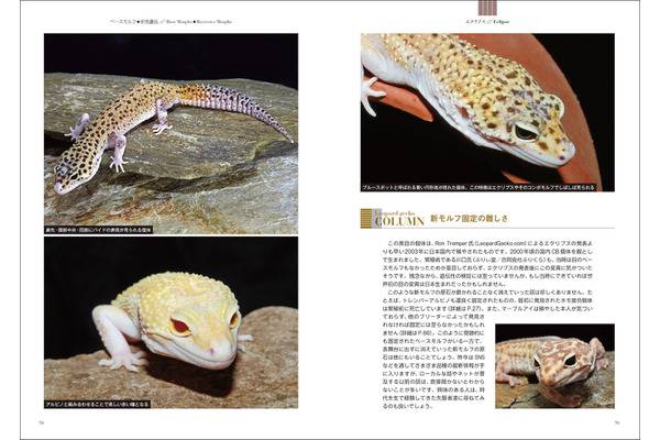 ヒョウモントカゲモドキ品種図鑑 = LEOPARD GECKO Morph B… ヒョウモントカゲモドキ品種図鑑 = LEOPARD GECKO Morph B
