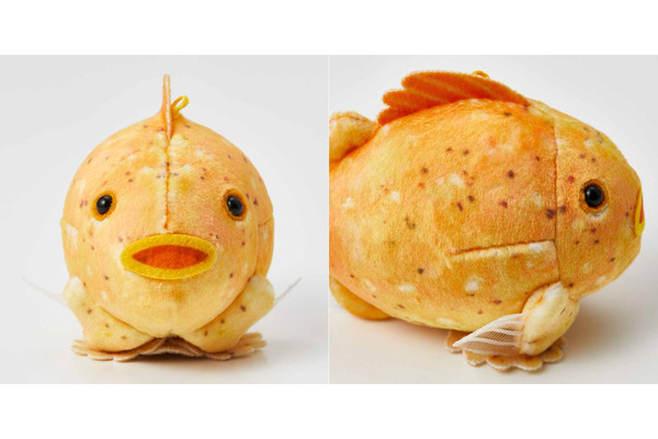タカアシガニの脱皮とフウセンウオのぬいぐるみ、新江ノ島水族館監修で