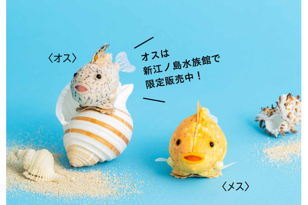 タカアシガニの脱皮とフウセンウオのぬいぐるみ、新江ノ島水族館監修で