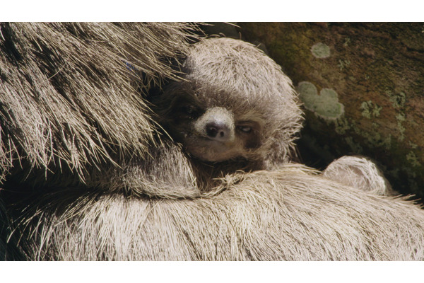 不思議で愛らしい動物たちのドキュメンタリー 南米の奇妙な動物大集合 ナショナル ジオグラフィックにて日本初放送 9月9日 4枚目の写真 画像 動物のリアルを伝えるwebメディア Reanimal