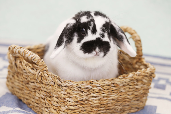 感情表現豊かで日々楽しませてくれる うさぎと映画 ピーターラビット２ バーナバスの誘惑 の魅力 2枚目の写真 画像 動物のリアルを伝えるwebメディア Reanimal