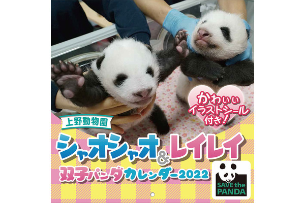 双子パンダ シャオシャオ レイレイ 22カレンダー 発売 10月23日 1枚目の写真 画像 動物のリアルを伝えるwebメディア Reanimal 双子パンダ シャオシャオ レイレイ 22カレンダー 発売 10月23日 1枚目の写真 画像 動物のリアルを伝えるwebメディア Reanimal