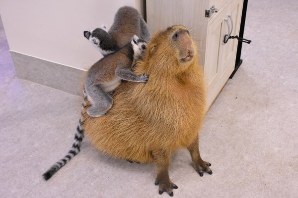 三つ子のカピバラ アニタッチみなとみらいで誕生 すくすく成長中 8枚目の写真 画像 動物のリアルを伝えるwebメディア Reanimal