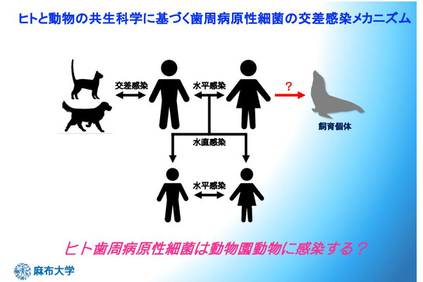 麻布大学 よみうりランドの協力によりアシカの歯周病を研究 2枚目の写真 画像 動物のリアルを伝えるwebメディア Reanimal