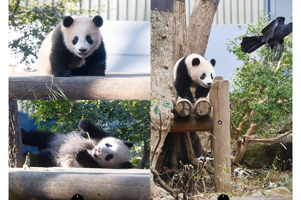 上野動物園のパンダ シャンシャンの選りすぐりカットが満載 I Love シャンシャン 保存版写真集 刊行 3枚目の写真 画像 動物のリアルを伝えるwebメディア Reanimal