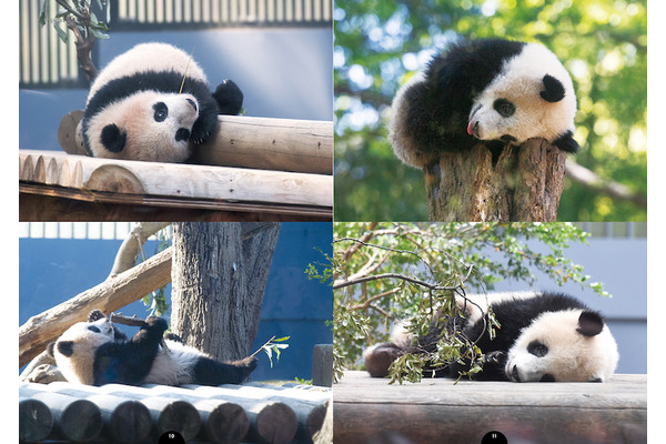 上野動物園のパンダ シャンシャンの選りすぐりカットが満載 I Love シャンシャン 保存版写真集 刊行 5枚目の写真 画像 動物のリアルを伝えるwebメディア Reanimal