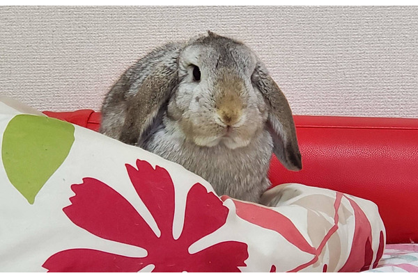ズボラ女子とわがままウサギ Vol 19 けまりとの最後のお別れ 必要にして十分なお葬式 1枚目の写真 画像 動物のリアルを伝えるwebメディア Reanimal
