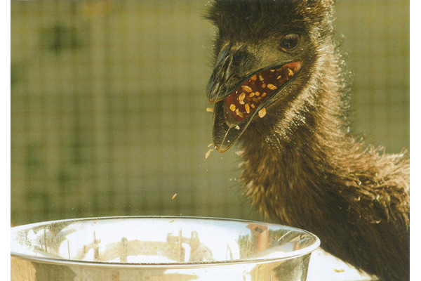 富士花鳥園 暖房費と鳥たちの餌代のためクラウドファンディングを開始 5枚目の写真 画像 動物のリアルを伝えるwebメディア Reanimal