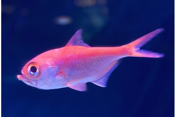 ミツクリエナガチョウチンアンコウ液浸標本 （凄い！今度はミツ