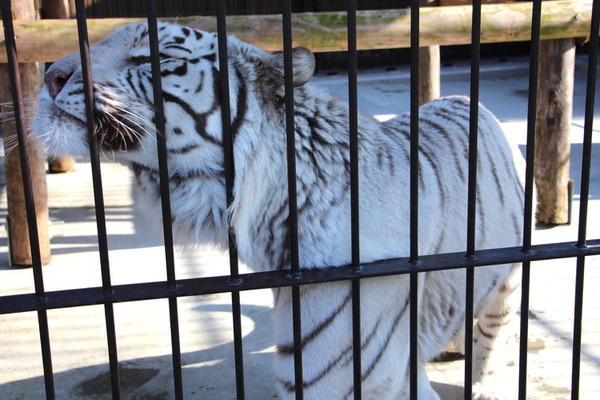 今年は寅年 ホワイトタイガーはどうして白いの 動物園で聞いてみました 10枚目の写真 画像 動物のリアルを伝えるwebメディア Reanimal