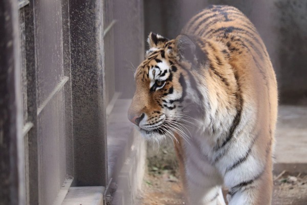 寅年なので、ホワイトタイガーとアムールトラのいる宇都宮動物園に行っ