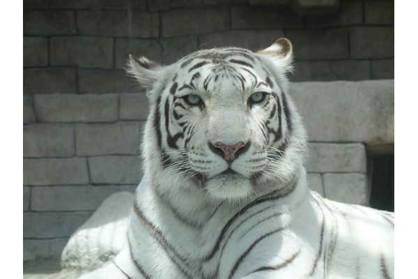 今年は寅年 ホワイトタイガーはどうして白いの 動物園で聞いてみました 2枚目の写真 画像 動物のリアルを伝えるwebメディア Reanimal