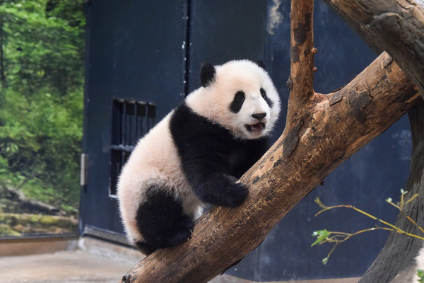 双子パンダ・シャオシャオとレイレイ、木登りしたりチップで遊んだり