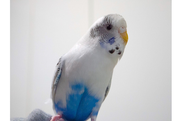 セキセイインコと暮らす日々】忙しい鳥は幸せな鳥…エンリッチ