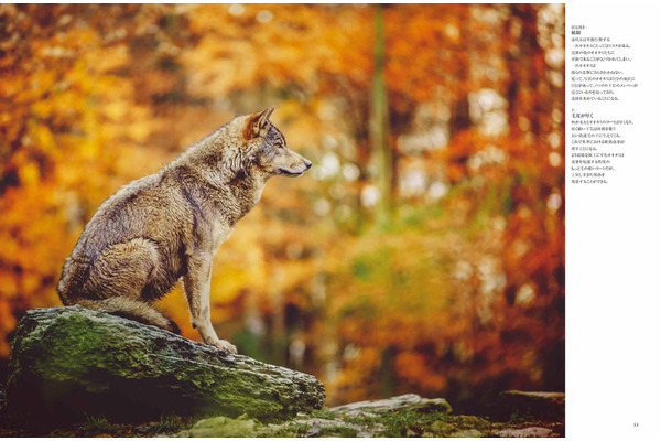 WOLVES野生のハンターたち 世界のオオカミ写真集』刊行…大自然の