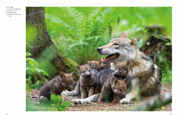 102. 銀河を見ている幻想のオオカミ 102. 銀河を見ている幻想のオオカミ animallove on X