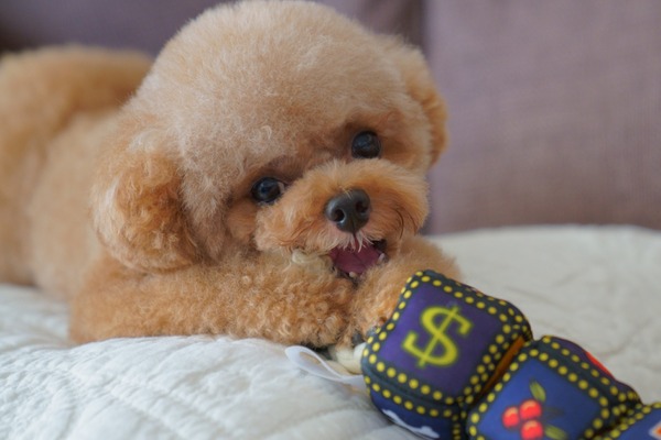 愛犬からの贈り物 Vol 1 遺伝的疾患が見つかって ガラス細工の首 を持つトイプードル 4枚目の写真 画像 動物のリアルを伝えるwebメディア Reanimal 愛犬からの贈り物 Vol 1 遺伝的疾患が見つかって ガラス細工の首 を持つトイプードル 4枚目の写真 画像 動物のリアルを伝えるwebメディア Reanimal