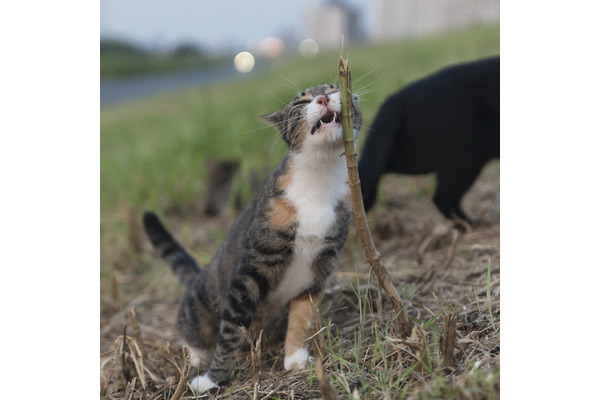 子猫の大行進 写真集 ちびすけmeetsおおきい猫さんたち (単行本) | 椹野 道流 |本