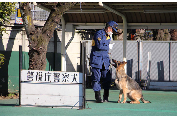 働く犬たち 警察犬編 鋭い嗅覚を生かし捜査現場で活躍 インタビュー 18枚目の写真 画像 動物のリアルを伝えるwebメディア Reanimal 働く犬たち 警察犬編 鋭い嗅覚を生かし捜査現場で活躍 インタビュー 18枚目の写真 画像 動物のリアルを伝えるwebメディア Reanimal