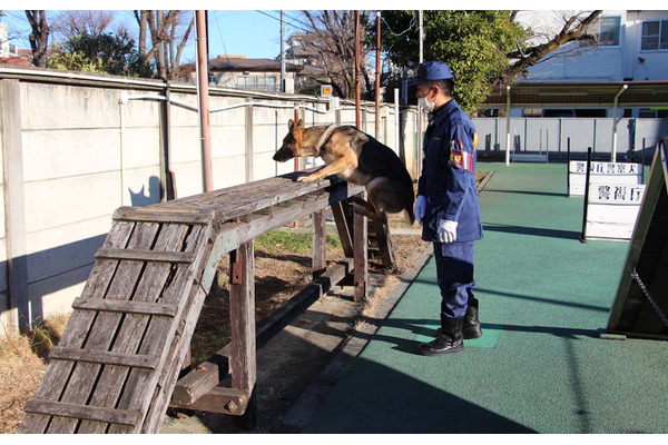 働く犬たち 警察犬編 鋭い嗅覚を生かし捜査現場で活躍 インタビュー 27枚目の写真 画像 動物のリアルを伝えるwebメディア Reanimal