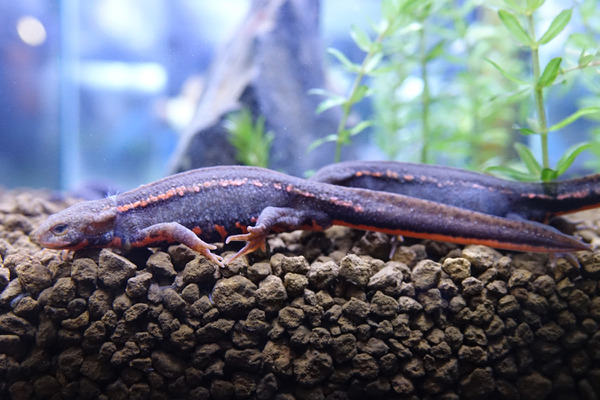 一度は絶滅とされた幻の「アカハライモリ 渥美種族」、アクア・トト