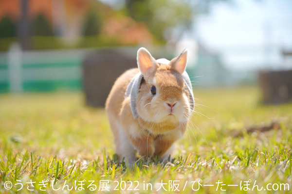 ウサギ Amazon | スマック ウサギ 5歳から 1.8㎏ | スマック | フード 通販