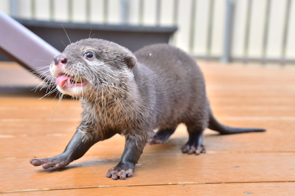 コツメカワウソの赤ちゃん 名前は あおば よつば いろは に決定 Hana Biyori 3枚目の写真 画像 動物のリアルを伝えるwebメディア Reanimal