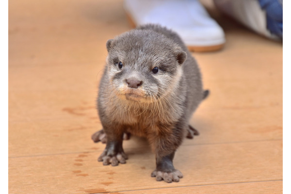 コツメカワウソの赤ちゃん 名前は あおば よつば いろは に決定 Hana Biyori 2枚目の写真 画像 動物のリアルを伝えるwebメディア Reanimal