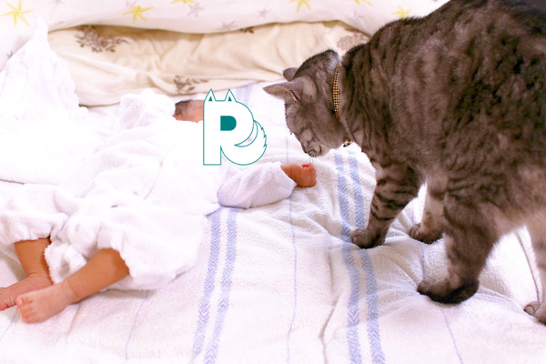 赤ちゃんと猫 Vol 3 水が怖くないの 娘のバスタイムを覗く猫のキモチ 6枚目の写真 画像 動物のリアルを伝えるwebメディア Reanimal