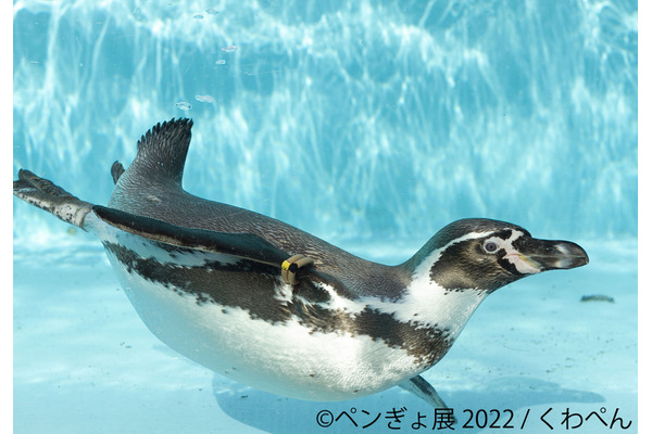 ペンギン 金魚の競演 ペンぎょ展 22 が東京 名古屋 福岡で開催 3枚目の写真 画像 動物のリアルを伝えるwebメディア Reanimal
