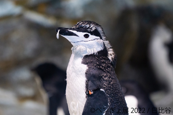 ペンギン 金魚の競演 ペンぎょ展 22 が東京 名古屋 福岡で開催 6枚目の写真 画像 動物のリアルを伝えるwebメディア Reanimal