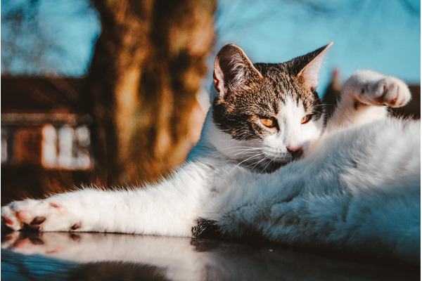 抜け毛がたくさん！ これって病気？ 猫の換毛期とは 2枚目の写真・画像 