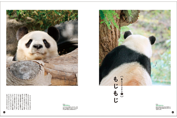 フェリシモ 写真集 神戸市立王子動物園のシャイなパンダ タンタン を刊行 5枚目の写真 画像 動物のリアルを伝えるwebメディア Reanimal