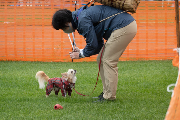 アウトドアドッグフェスタ 犬用知育玩具のコング 実は種類やサイズが豊富 3枚目の写真 画像 動物のリアルを伝えるwebメディア Reanimal