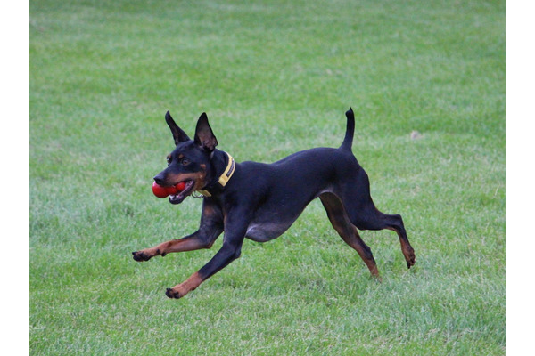アウトドアドッグフェスタ 犬用知育玩具のコング 実は種類やサイズが豊富 2枚目の写真 画像 動物のリアルを伝えるwebメディア Reanimal