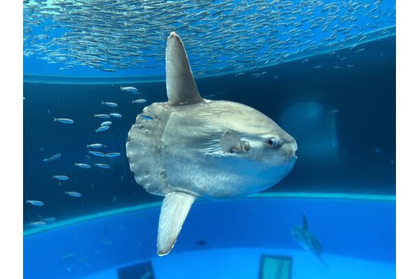 横浜 八景島シーパラダイス 冬限定イベント シーパラダイスクリスマス を開催 11月日 12月25日 3枚目の写真 画像 動物のリアルを伝えるwebメディア Reanimal