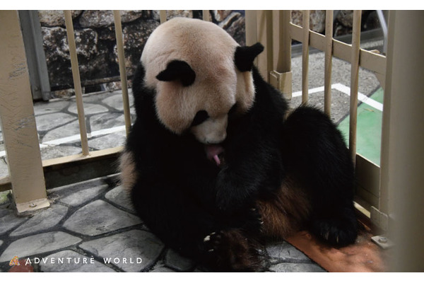 アドベンチャーワールドでジャイアントパンダの赤ちゃんが誕生 17頭目 2枚目の写真 画像 動物のリアルを伝えるwebメディア Reanimal